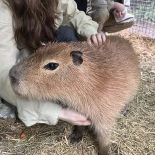 Capybara