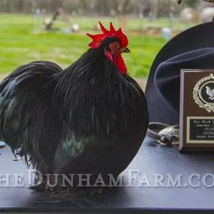 Grand Champion Cochin