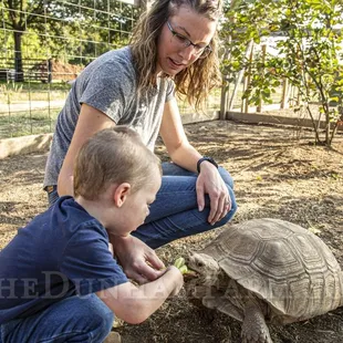 Feeding the tortoise is soooo much fun!