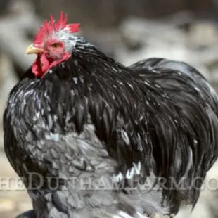 Beautiful Cochins chickens