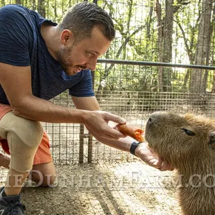 Captain America - Patriarch of our Capybara clan