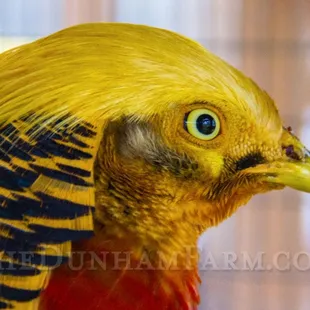 Red golden pheasant