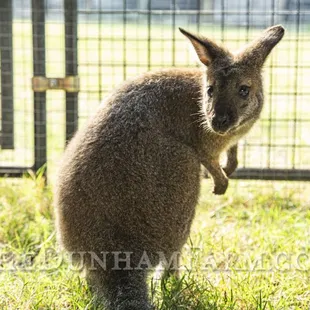 Wally the wallaby
