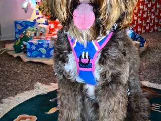 Pawtopia