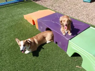 Mrs. Doolittle's Pet Stay N Play