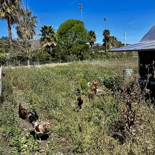 These chickens were gorgeous !