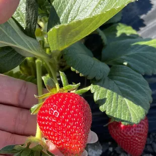 Tasted like Summer ...