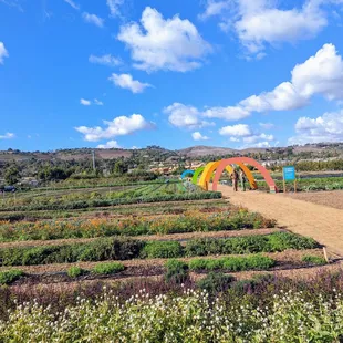 Volunteer work in the flower fields - cute rainbow arches
