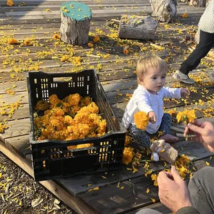 Milpa Festival marigolds