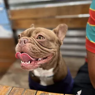 a dog sitting at a table