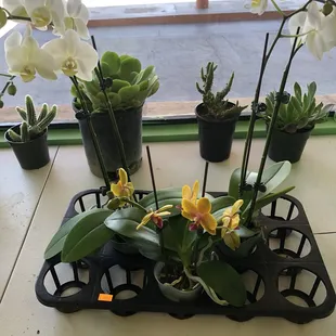 Love the white one's too....the lack of color is sophisticated...zen-like