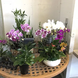Calming and zen-like Orchids are like a spice of life...simple pleasures and things of beauty....
