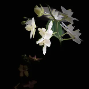 Special stage lighting effect iPhone X... 'cause it's worth it...