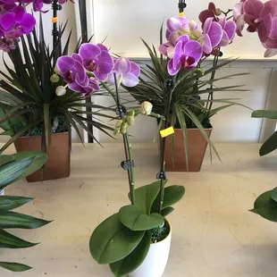 This beautiful plant for only $13.99? I'm never shopping for a present at a department store again. Let them eat Orchids!