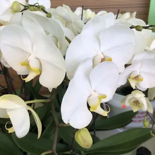 This store is cool...literally and figuratively...