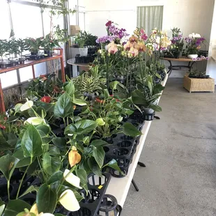 Wow, look at all this going on in this neat little shop! And who doesn't like moving 10 ft from there car and being in the thick of it?