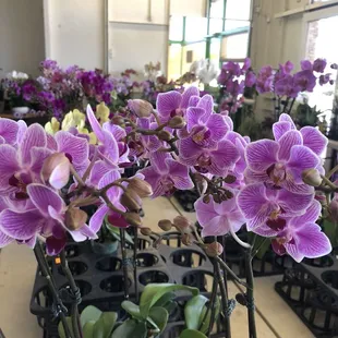 Wait, I like these too!