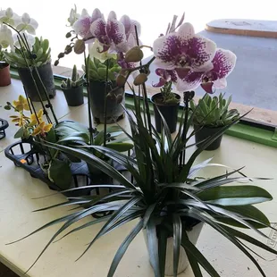 Could close my eyes, pick and be happy!