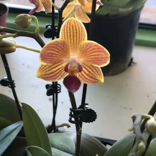 Here's my manly Orchid that wasn't too colorful...