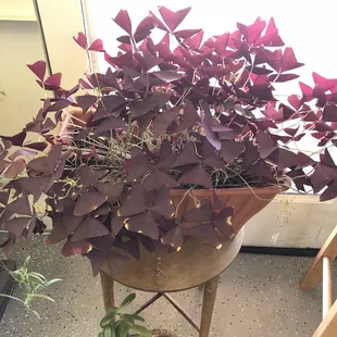 Clover like plant is cool too!