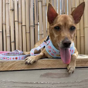 a dog with his tongue hanging out
