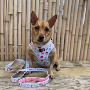 a small dog wearing a harness