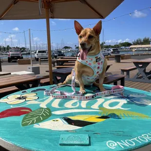 sushi and sashimi, outside