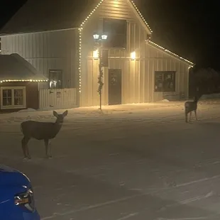 Hello deer.  At the brewing company