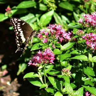Elizabethan Gardens Butterfly