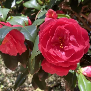 Fragrant flowers