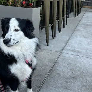 Lily hanging out in the patio area. Our waiter brought her some treats and water :)