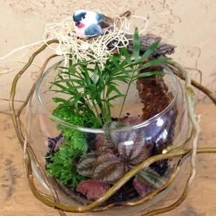 Birds Nest Terrarium