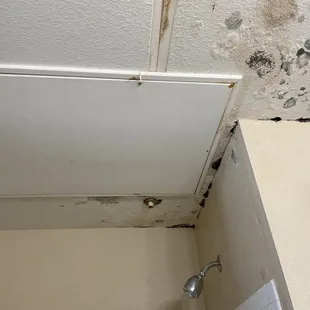 mold above shower