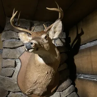 Deer