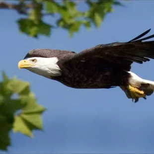 We see bald eagles all the time!  Caledon State park is super close. There is an eagle sanctuary on site and lots of great trails