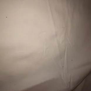 Zoom in to see the bugs