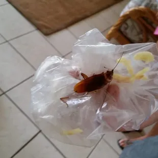 One out of many toe size house guests, mister roach!