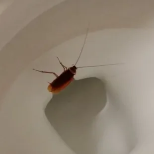 Our visitor number 5, this place is a dang roach motel,