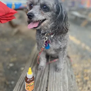 Dog friendly