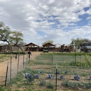 One of many gardens, 3.20.2022.