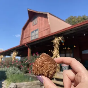 Apple fritter