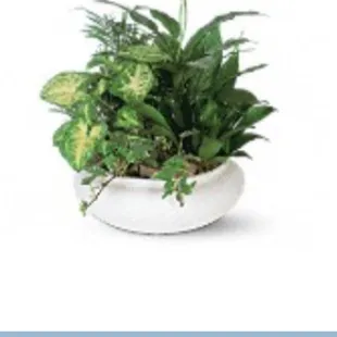 What I expected for mother in law