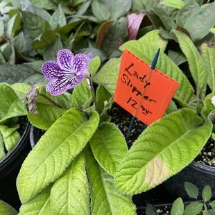 Lady slipper in greenhouse