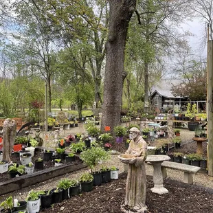 More flowers &amp; plants for sale