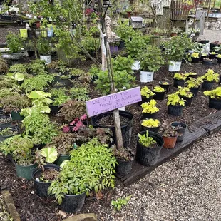 More flowers and plants for sale