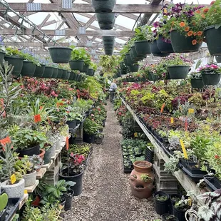 Greenhouse