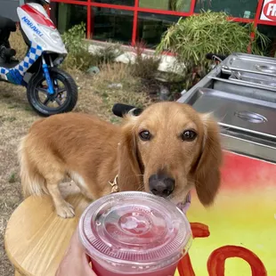 a dog sitting on a table