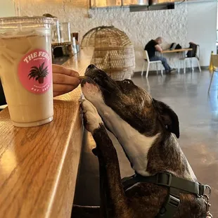 a dog sniffing a cup of coffee