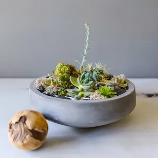 Succulent planter.