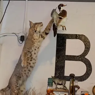 a cat reaching up to catch a bird